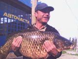 Carp, Common carp 