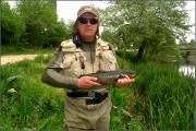 Fly, Brown trout 