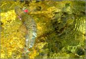 Fly, Brown trout 