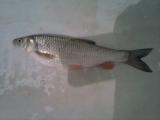 Float, European Chub
