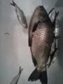 Heavy, Prussian carp