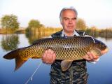 Carp, Common carp 