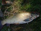 Carp, 	Grass carp 
