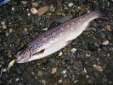 Spinning, Brown trout 