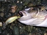 Spinning, Brown trout 