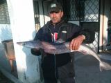 Other, Black sea shark