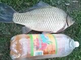 Heavy, Prussian carp
