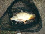 Float, Common carp 