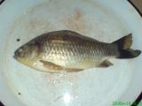 Float, Prussian carp
