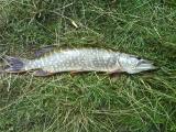 Heavy, 	Northern pike
