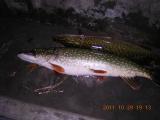 Float, 	Northern pike