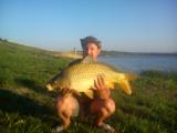 Carp, Common carp 