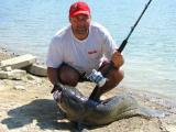 Heavy, Wels catfish