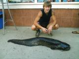 Float, Wels catfish