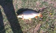 Heavy, Common carp 