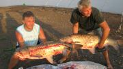 Heavy, 	Grass carp 
