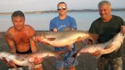 Heavy, 	Grass carp 