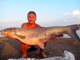 Heavy, 	Grass carp 