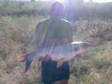 Heavy, 	Grass carp 