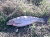 Heavy, 	Grass carp 