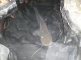 Float, Wels catfish