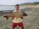 Carp, Common carp 