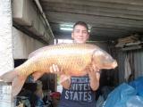 Carp, Common carp 