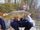 Heavy, Common carp 