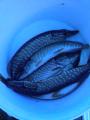 Spinning, 	Northern pike