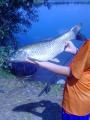 Heavy, 	Grass carp 