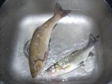 Float, Flathead mullet 
