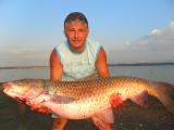 Heavy, 	Grass carp 