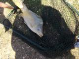 Heavy, Common carp 