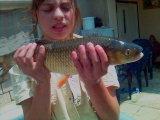Float, European Chub