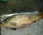 Float, Common carp 