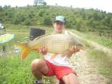 Carp, Common carp 