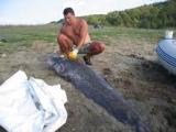Clonk, Wels catfish