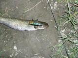 Trolling, Wels catfish