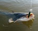 Spinning, Wels catfish