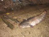 Heavy, Wels catfish