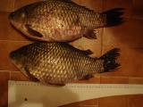 Heavy, Prussian carp