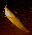 Float, Brown trout 