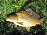 Float, Common carp 