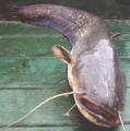 Heavy, Wels catfish