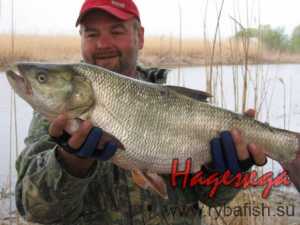 ДА ИЗЛЪЖЕМ РАСПЕРА