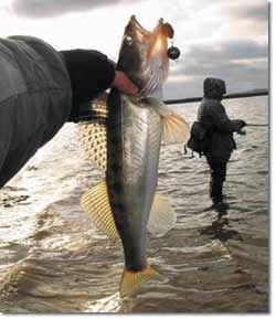 ЗА ЕДРА БЯЛА РИБА